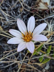 Mutisia oligodon, photograph (c) Felipe Horton, some rights reserved (CC BY)