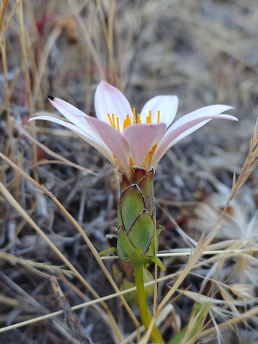 Mutisia oligodon, photograph 4