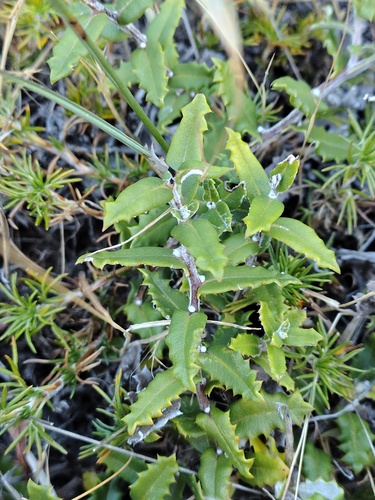Mutisia oligodon, photograph 5