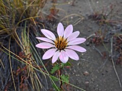 Mutisia oligodon, photograph (c) Felipe Horton, some rights reserved (CC BY)