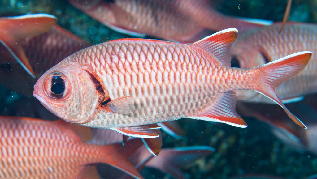 Blotcheye Soldierfish