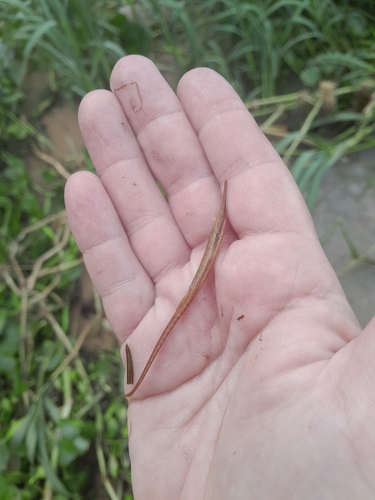 Hahn's twig catfish (Farlowella hahni) — Loricariidae — 4
