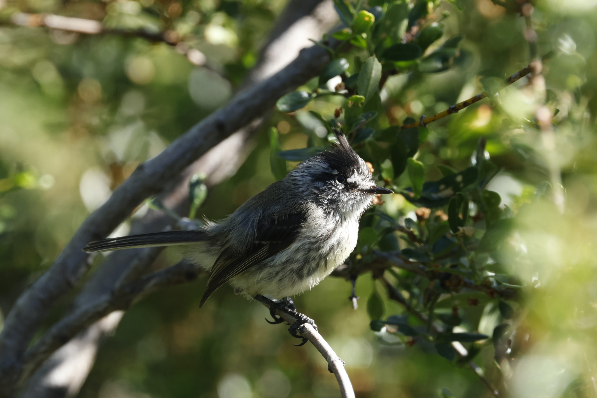 Tufted Tit-Tyrant (Anairetes parulus), photo 7