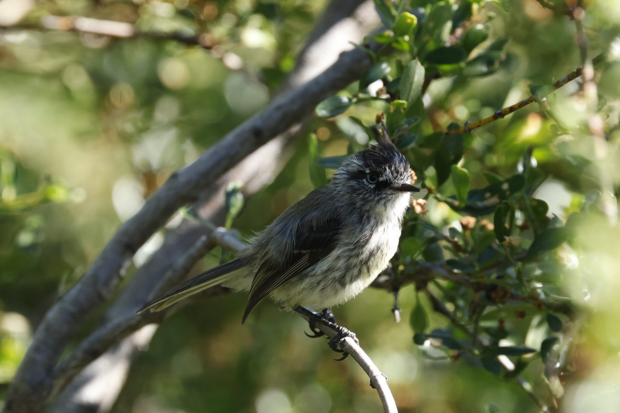 Tufted Tit-Tyrant (Anairetes parulus), photo 8
