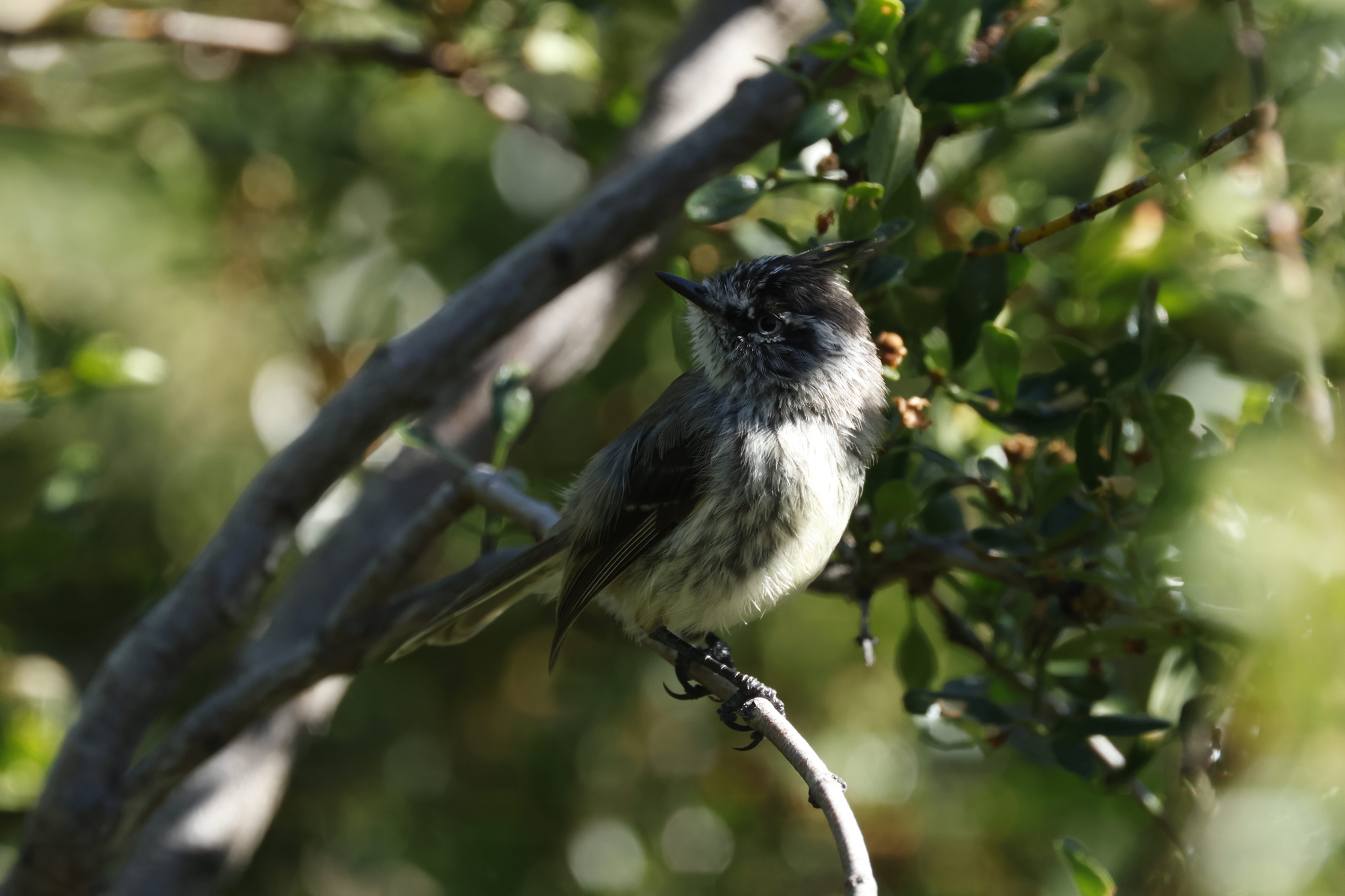 Tufted Tit-Tyrant (Anairetes parulus), photo 9