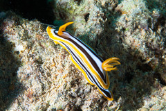 Chromodoris quadricolor