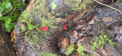 Scarlet Elf Cup