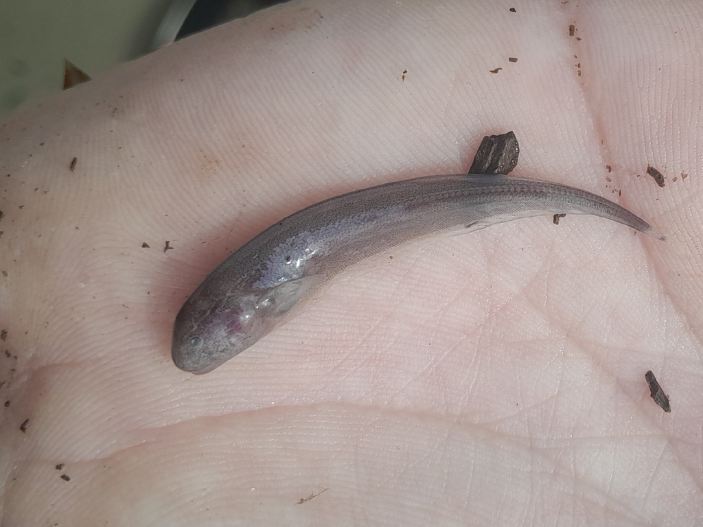 Apteronotus ellisi