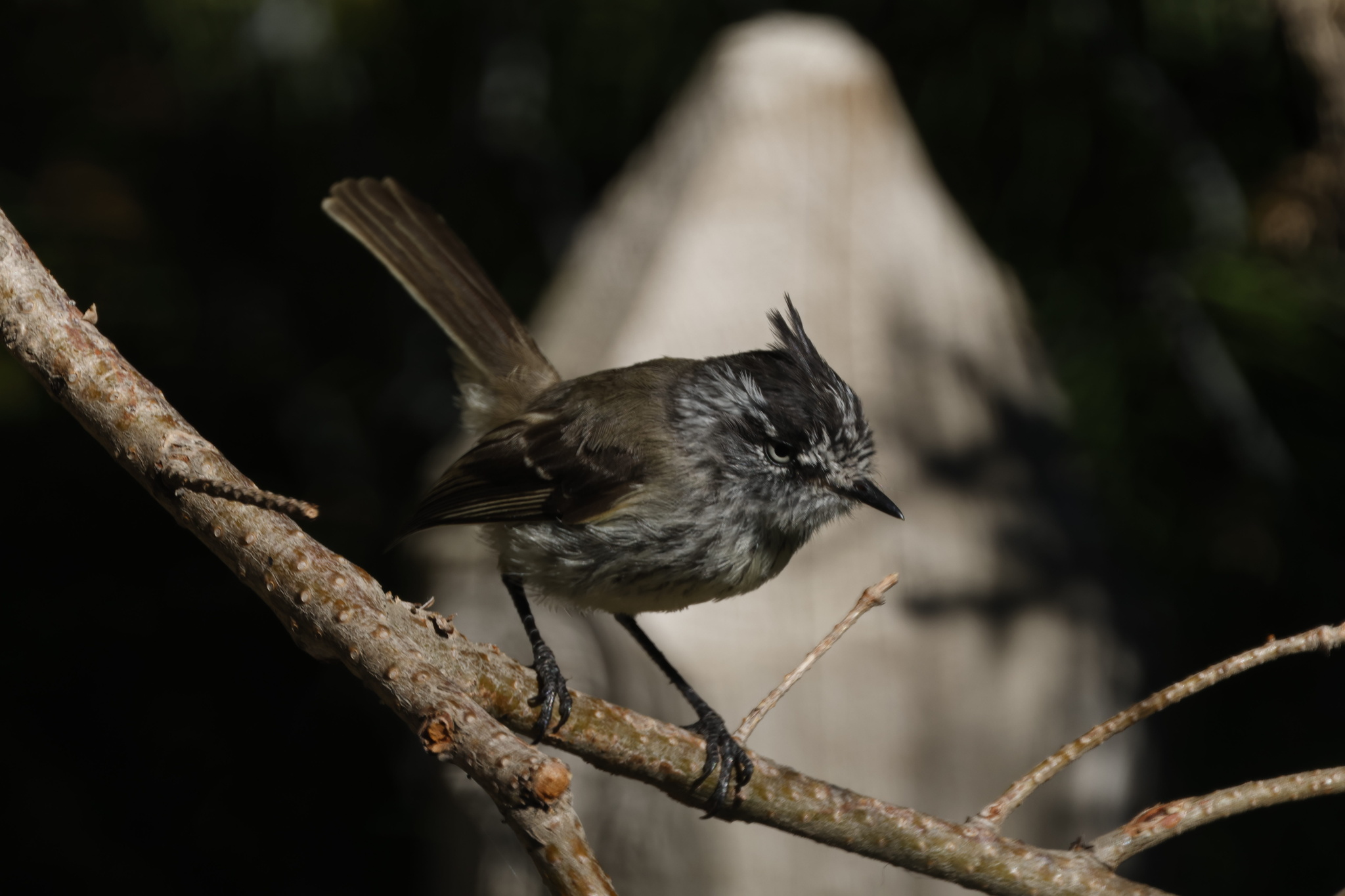 Tufted Tit-Tyrant (Anairetes parulus), photo 10