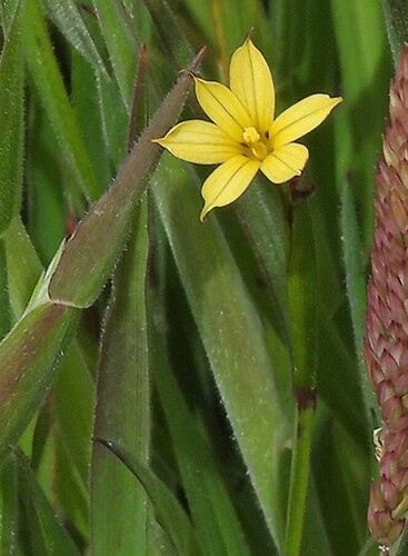 Sisyrinchium patagonicum, photograph 5