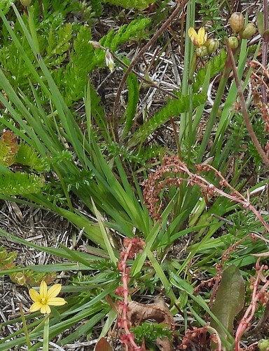 Sisyrinchium patagonicum, photograph 6
