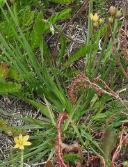 Sisyrinchium patagonicum, photograph author not stated, no rights reserved