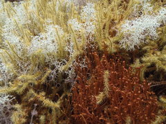 Pilotrichella flexilis