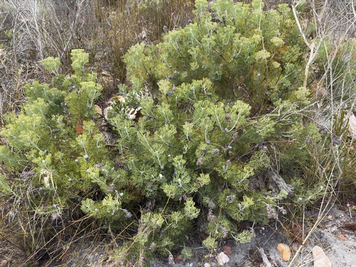 Overberg Sceptre (Paranomus bolusii)