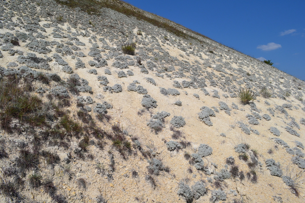 Artemisia hololeuca (Ukranian wormwood)
