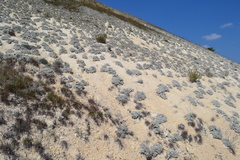 Artemisia hololeuca