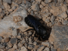 Megachile parietina