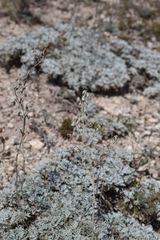 Artemisia hololeuca