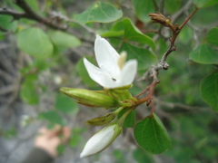 Bauhinia lunarioides