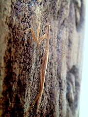 Paramusonia cubensis