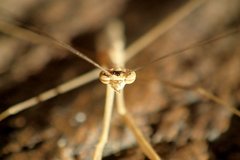 Paramusonia cubensis