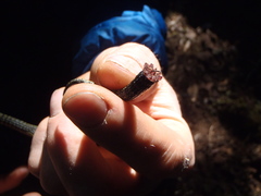 Abronia monticola