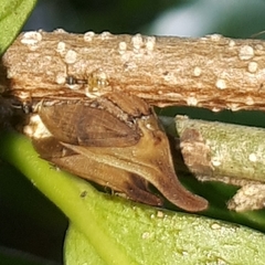 Enchenopa gracilis