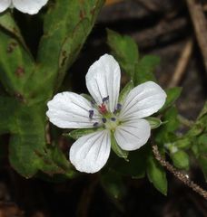 Geranium thunbergii
