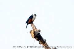 Microhierax caerulescens burmanicus