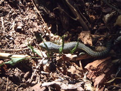 Abronia monticola