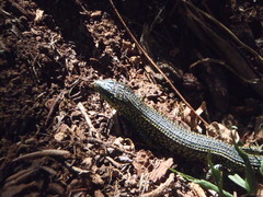 Abronia monticola