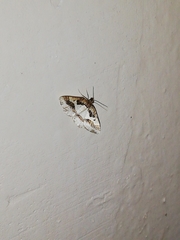 Ligdia pectinicornis
