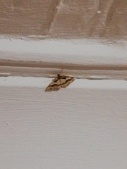 Ligdia pectinicornis