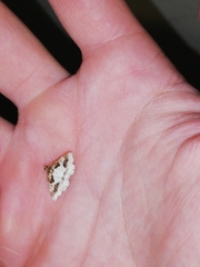 Ligdia pectinicornis