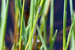 Pseudagrion draconis
