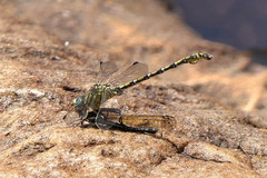 Ceratogomphus pictus