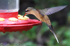 Phaethornis koepckeae