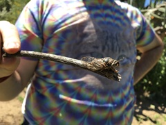 Clidophleps