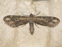 Eupithecia subapicata