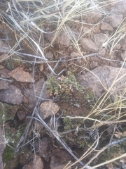 Myriopteris wrightii