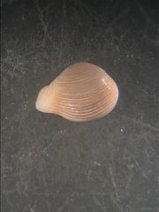 Image of Corbula dietziana