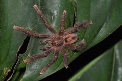 Avicularia hirschii