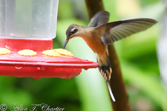 Phaethornis koepckeae