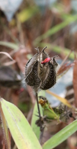Abelmosk (Abelmoschus moschatus)