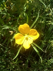 Ludwigia bonariensis
