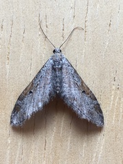 Eupithecia nevadata