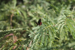 Biblis