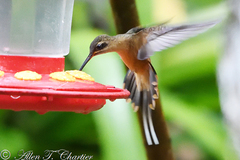Phaethornis koepckeae