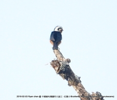 Microhierax caerulescens burmanicus