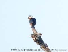 Microhierax caerulescens burmanicus